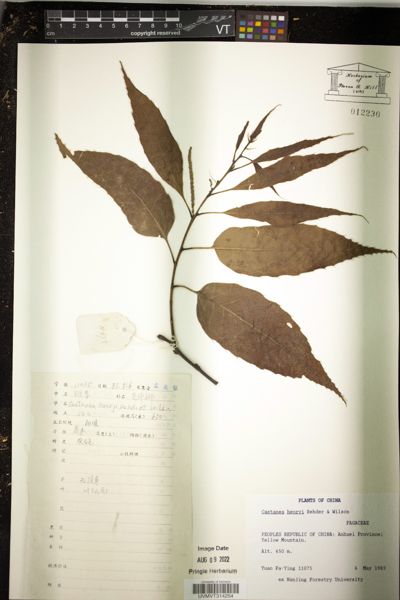 Castanea henryi image