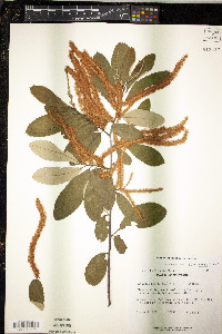 Castanea pumila var. ashei image