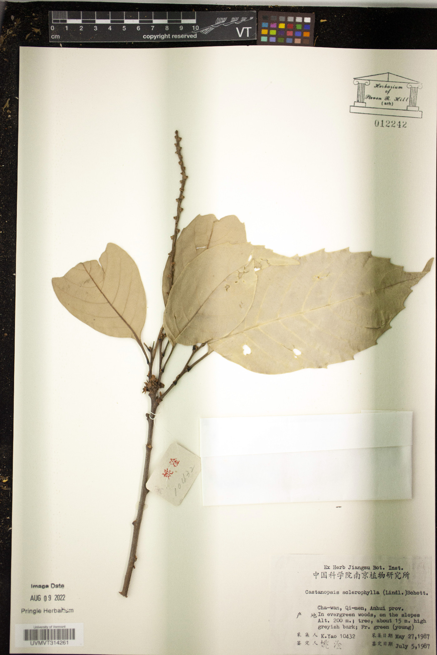 Castanopsis sclerophylla image