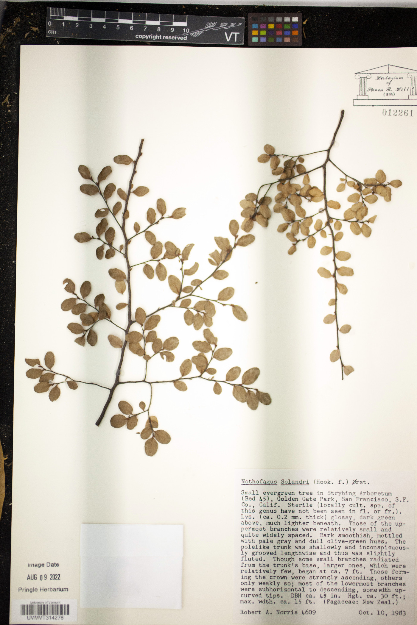 Nothofagus solandri image