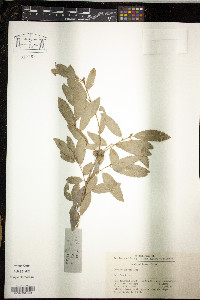 Image of Quercus baronii