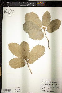 Image of Quercus faginea