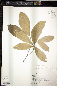 Quercus incana image