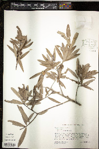 Quercus incana image