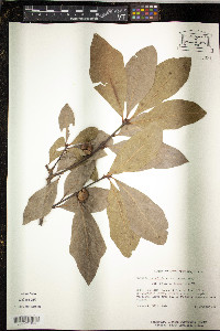 Quercus laurifolia image