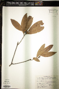 Quercus sessilifolia image