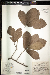 Quercus obtusata image