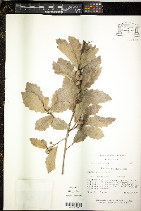 Quercus prinoides image