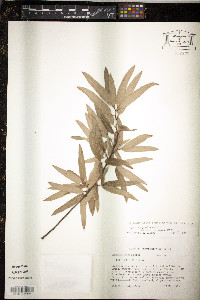 Quercus pumila image