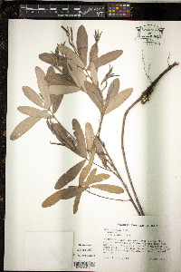 Quercus pumila image