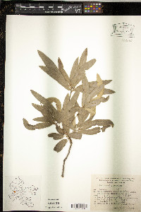 Quercus salicifolia image