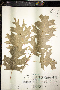 Quercus shumardii image