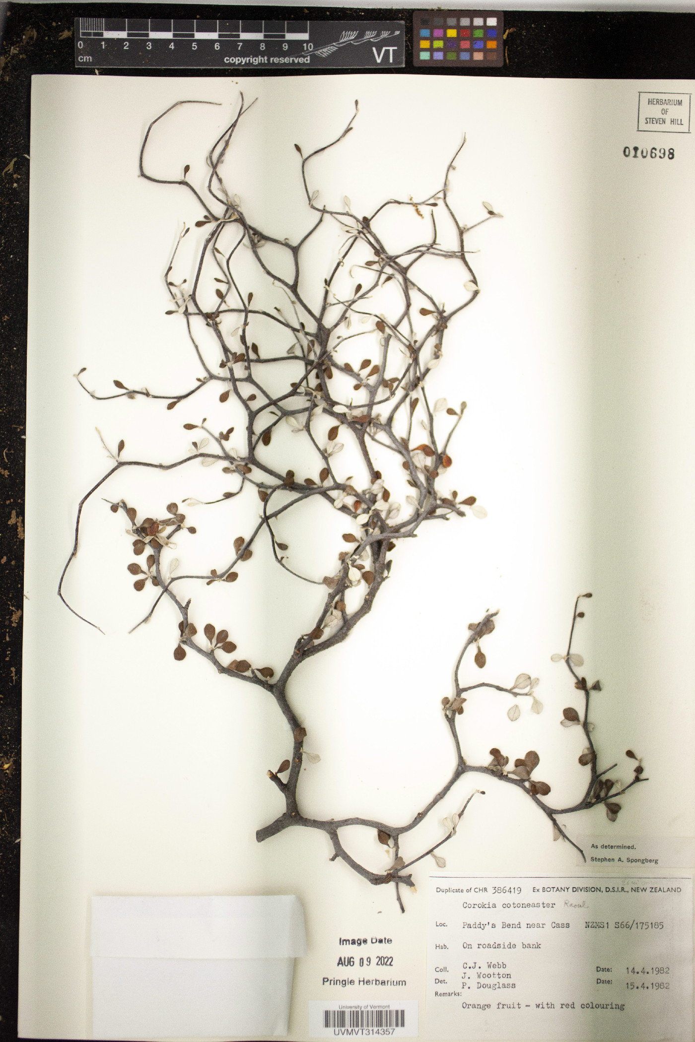 Corokia image