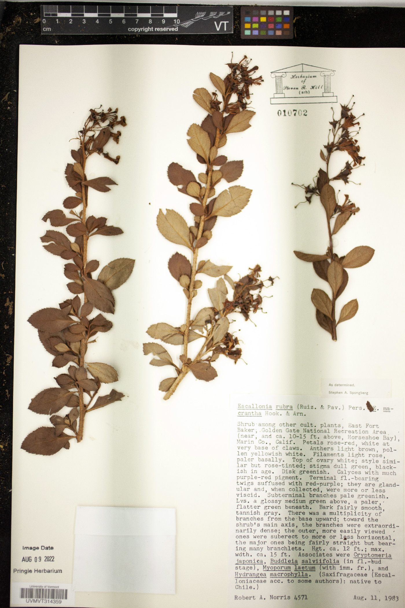 Escallonia rubra image