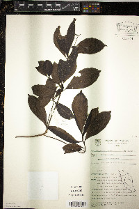 Image of Polyosma parvifolia