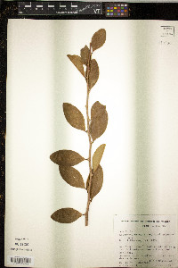 Erythroxylum coca image