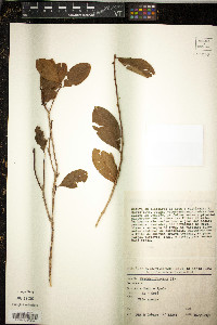 Erythroxylum coca image