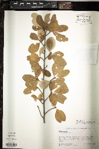 Erythroxylum havanense image