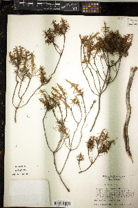 Ceratiola ericoides image