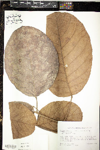 Image of Sloanea dentata