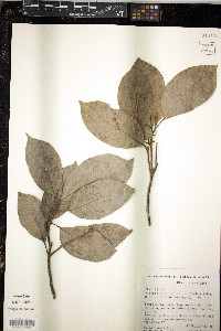 Sloanea latifolia image