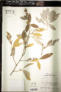 Elaeagnus umbellata image