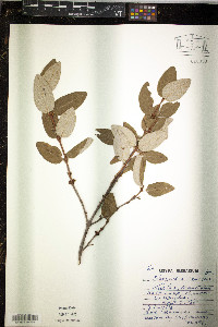 Shepherdia canadensis image