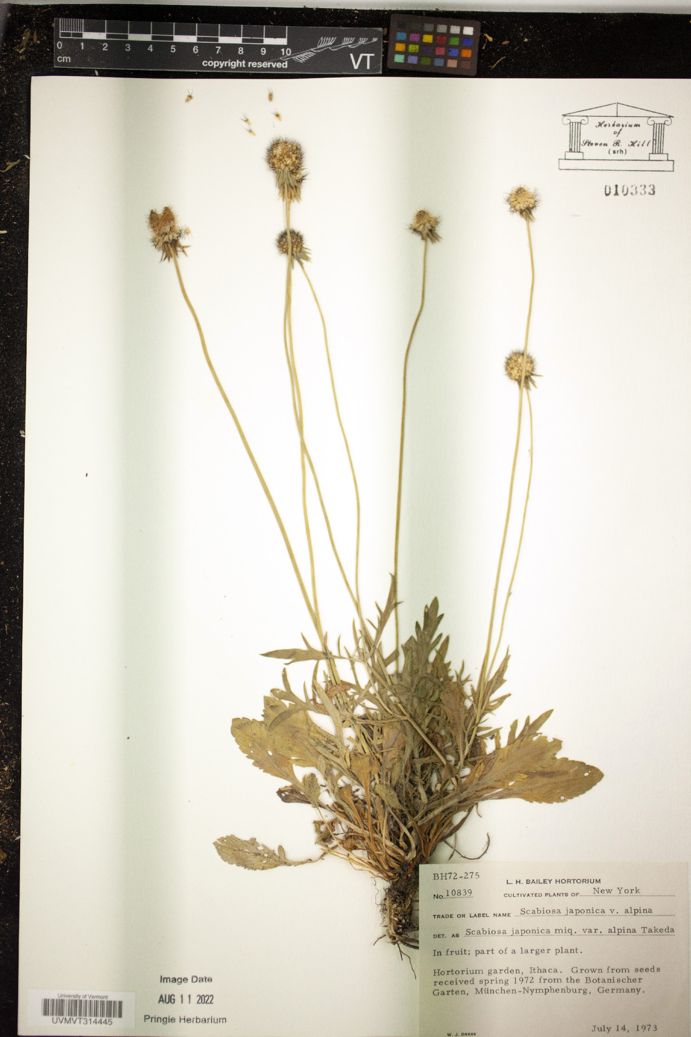 Lomelosia japonica image