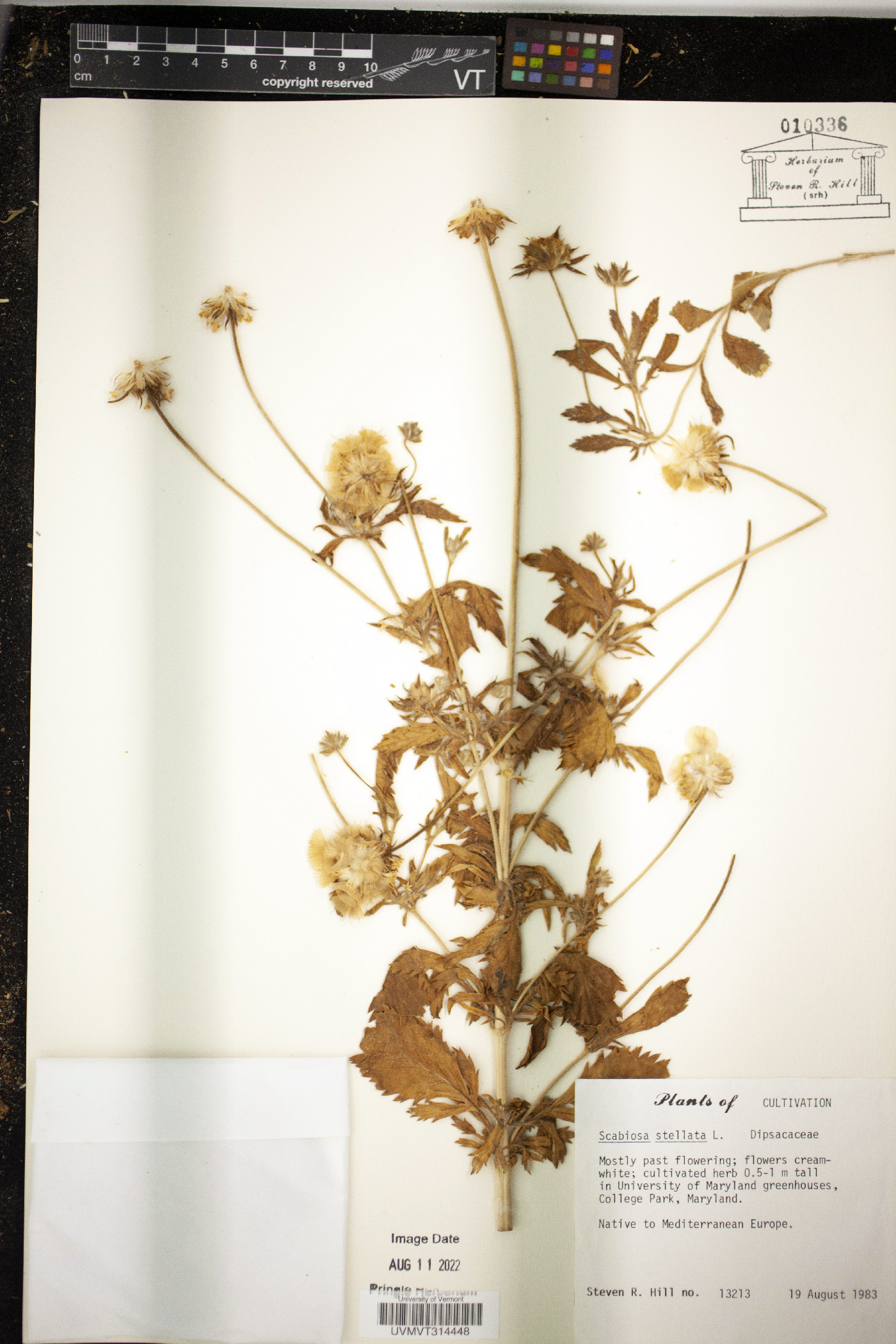 Scabiosa stellata image