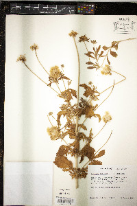 Scabiosa stellata image