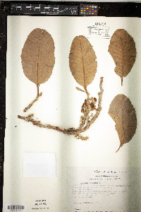 Curatella americana image