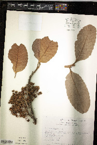 Curatella americana image