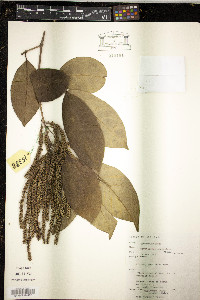 Image of Crypteronia paniculata