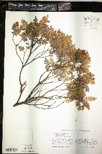 Weinmannia pinnata image