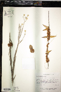 Cuscuta compacta image