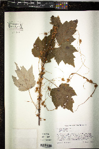 Cuscuta compacta image