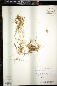 Cuscuta pentagona image