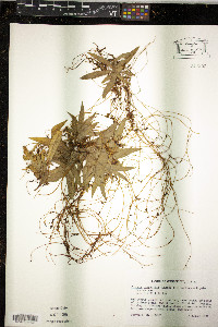 Cuscuta pentagona image