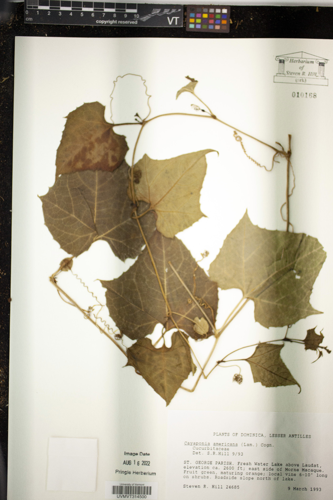 Cayaponia americana image