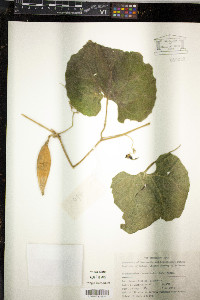 Image of Trichosanthes cucumeroides