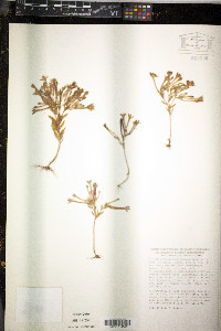 Pistorinia breviflora image