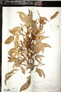 Image of Connarus incomptus