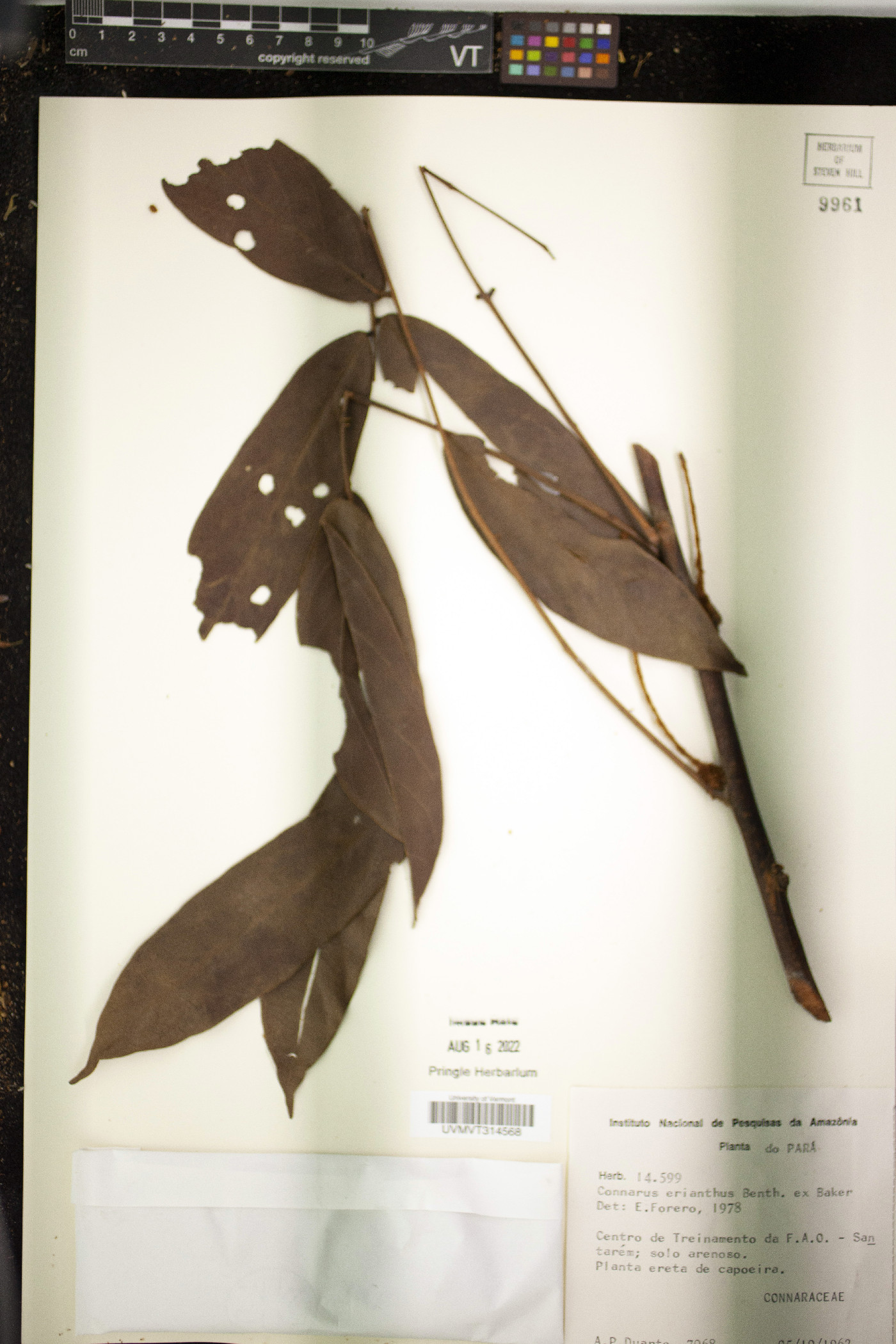 Connarus erianthus image
