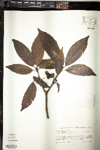 Aucuba japonica var. variegata image