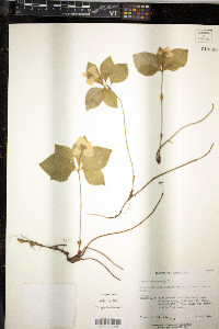 Cornus canadensis image