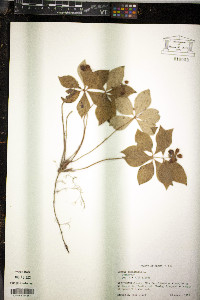 Cornus canadensis image