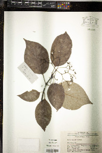 Image of Cornus macrophylla