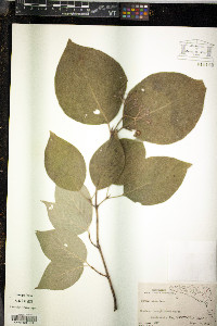 Cornus rugosa image