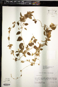 Convolvulus nodiflorus image