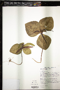 Trillium decumbens image